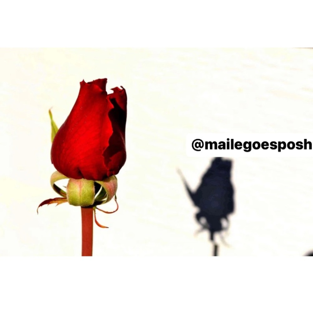 Art Photograph Print red rosebud and its shadow 8X10” photo love anniversary